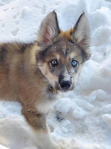 Entry image for Baron Von Fedler. Clicking this image will show a larger photo