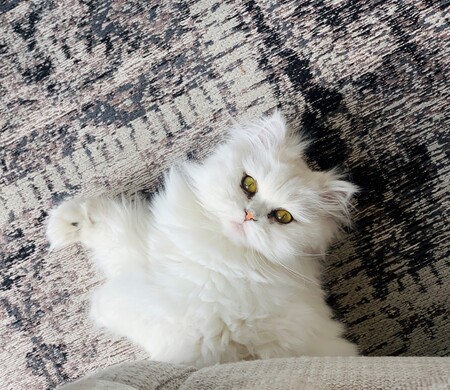 Entry image for Penny. Clicking this image will show a larger photo