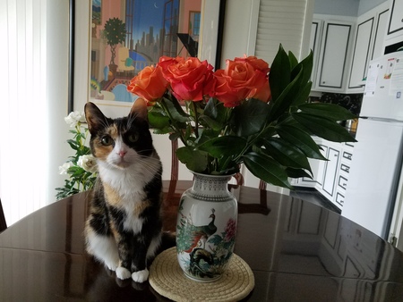 Entry image for Lily. Clicking this image will show a larger photo