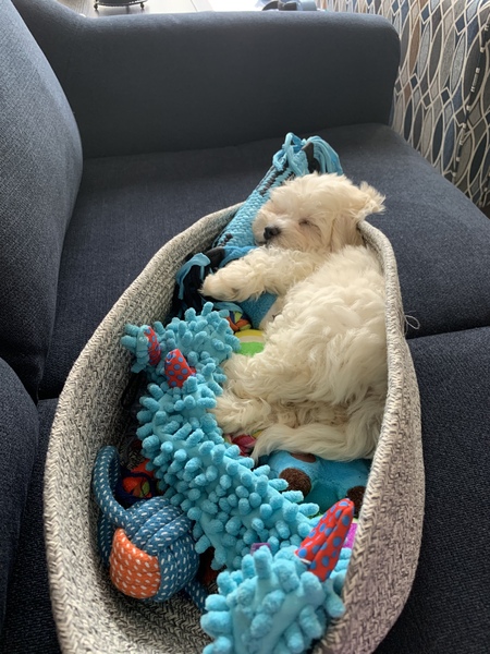 Entry image for Bruce. Clicking this image will show a larger photo