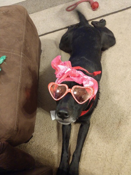 Entry image for Chevy . Clicking this image will show a larger photo