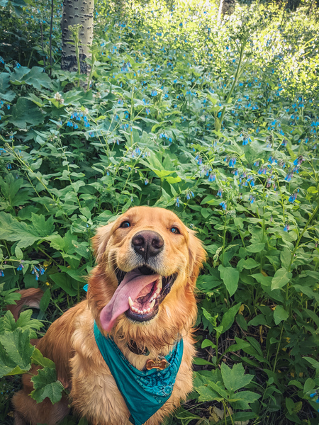 Entry image for Luna. Clicking this image will show a larger photo