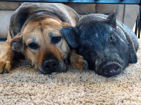 Morgan (Dog)-Chrissy (Pig)