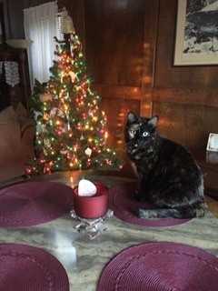 Entry image for Angel. Clicking this image will show a larger photo