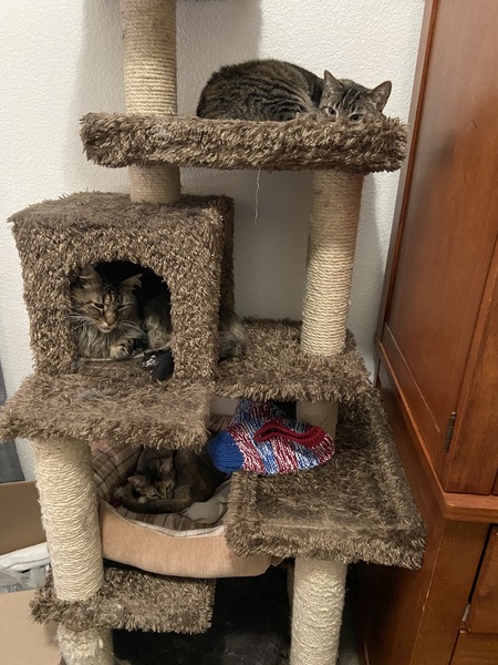 Entry image for Top to Bottom (Stitch, Mel, Lilo). Clicking this image will show a larger photo