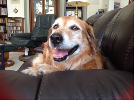 Entry image for Ginger. Clicking this image will show a larger photo