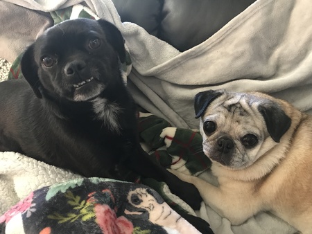 Entry image for Saul and Rose. Clicking this image will show a larger photo