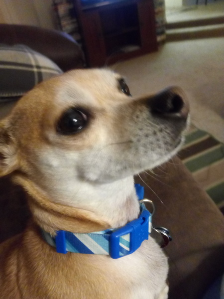 Entry image for Poquita. Clicking this image will show a larger photo