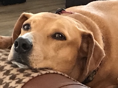 Entry image for Daisy. Clicking this image will show a larger photo