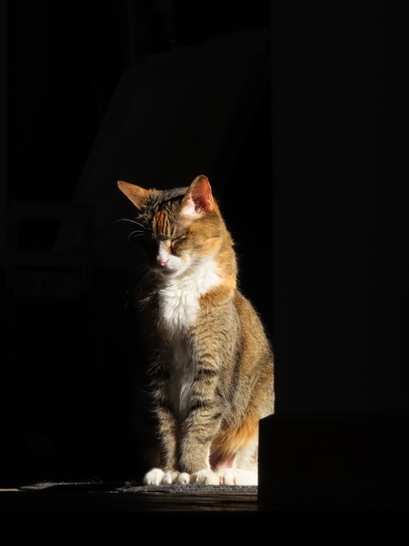 Entry image for Polly. Clicking this image will show a larger photo