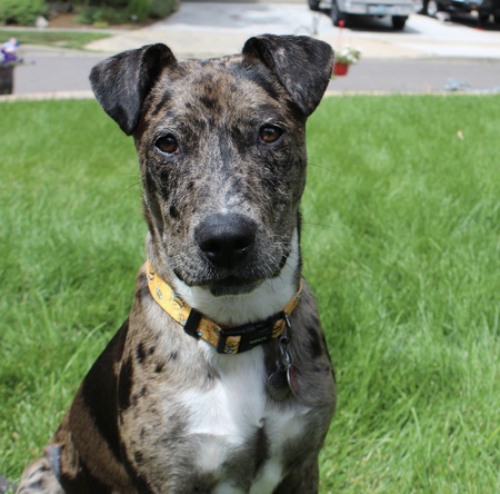 Entry image for Olive. Clicking this image will show a larger photo