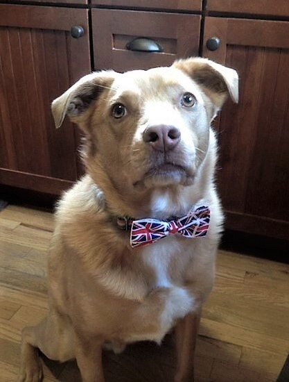 Entry image for Whitman. Clicking this image will show a larger photo