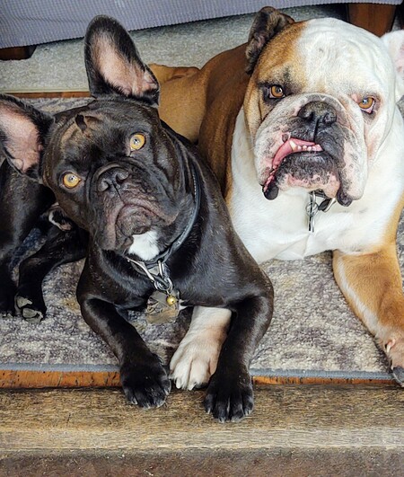 Entry image for Shimmy and Zeb. Clicking this image will show a larger photo