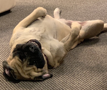 Entry image for Juno. Clicking this image will show a larger photo