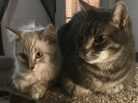 Entry image for Carl and Louie. Clicking this image will show a larger photo