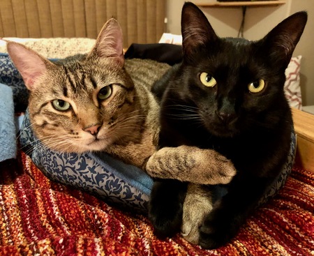 Entry image for Milo and Maizy. Clicking this image will show a larger photo