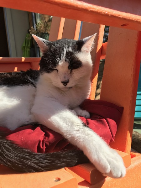 Entry image for Bandit. Clicking this image will show a larger photo