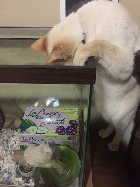 Entry image for Turbo. Clicking this image will show a larger photo