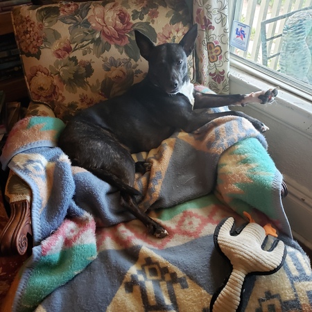 Entry image for Sadie. Clicking this image will show a larger photo