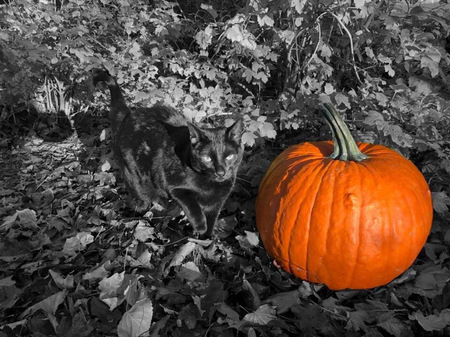 Entry image for Gamora . Clicking this image will show a larger photo