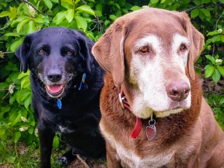 Entry image for Mona & Godiva. Clicking this image will show a larger photo