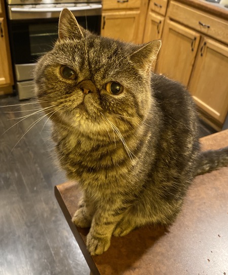 Entry image for Lola. Clicking this image will show a larger photo