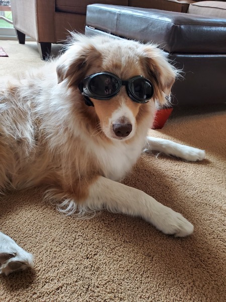 Entry image for Melman. Clicking this image will show a larger photo