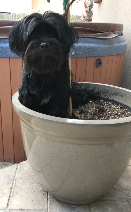 Entry image for Kirby. Clicking this image will show a larger photo