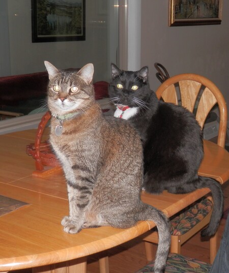 Entry image for Maggie & Molly. Clicking this image will show a larger photo