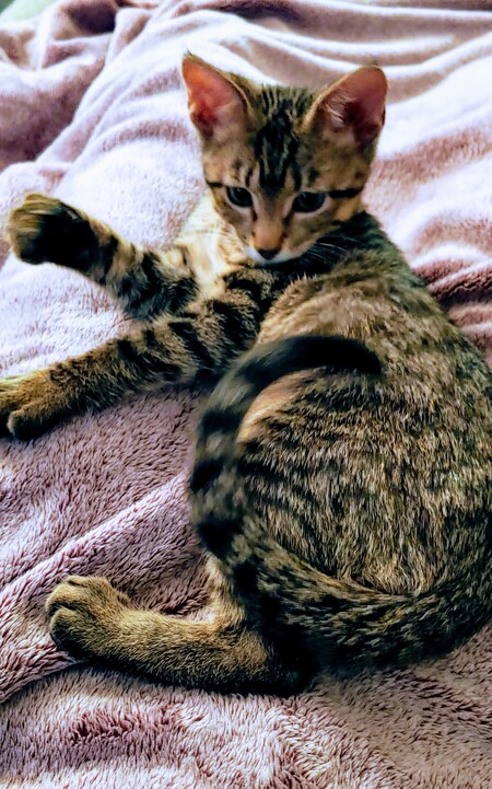 Entry image for Purcy. Clicking this image will show a larger photo