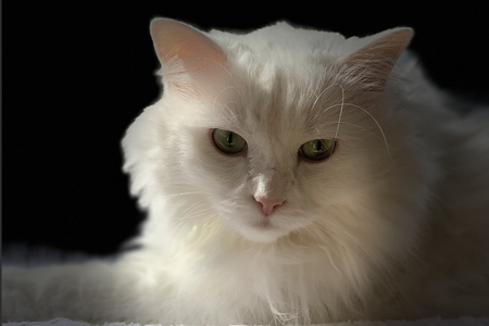 Entry image for Snowball Baier. Clicking this image will show a larger photo