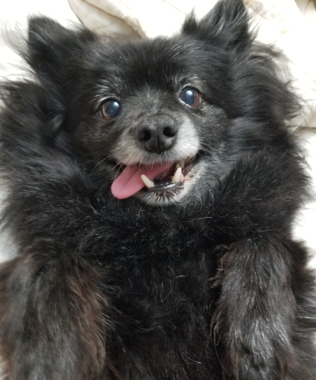 Entry image for Pebbles. Clicking this image will show a larger photo