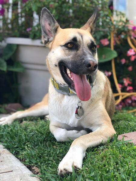 Entry image for Eevee. Clicking this image will show a larger photo