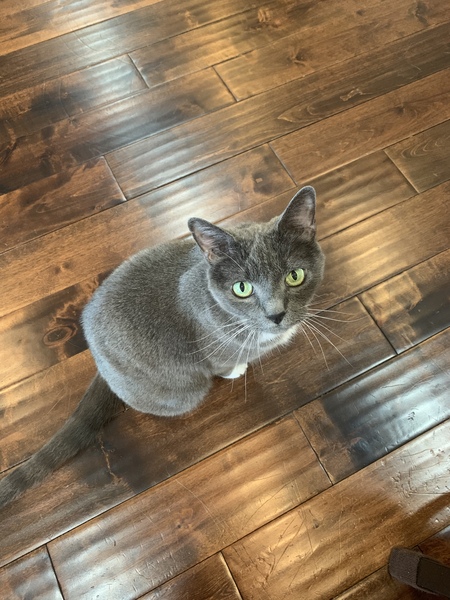 Entry image for Alpine. Clicking this image will show a larger photo