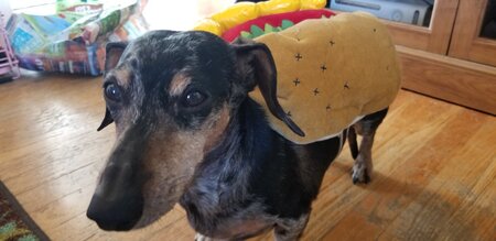 Entry image for Lenny. Clicking this image will show a larger photo