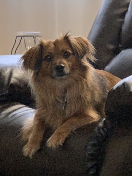 Entry image for Bailey. Clicking this image will show a larger photo