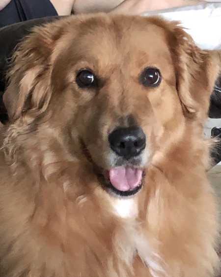 Entry image for Sookie. Clicking this image will show a larger photo