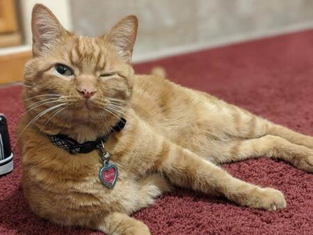 Entry image for Chester. Clicking this image will show a larger photo