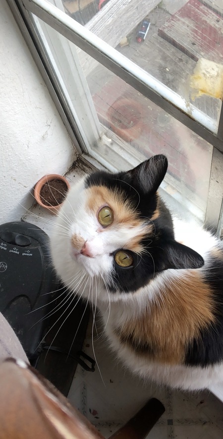 Entry image for Penelope . Clicking this image will show a larger photo