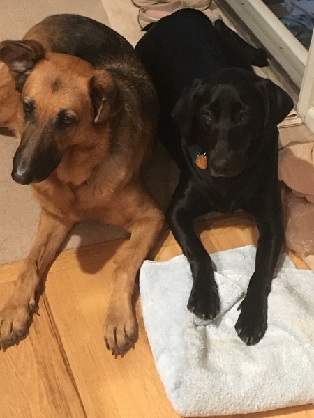 Entry image for Ava Rose & Echo Blue. Clicking this image will show a larger photo