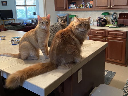 Entry image for Jay, Ellie, Tucker. Clicking this image will show a larger photo