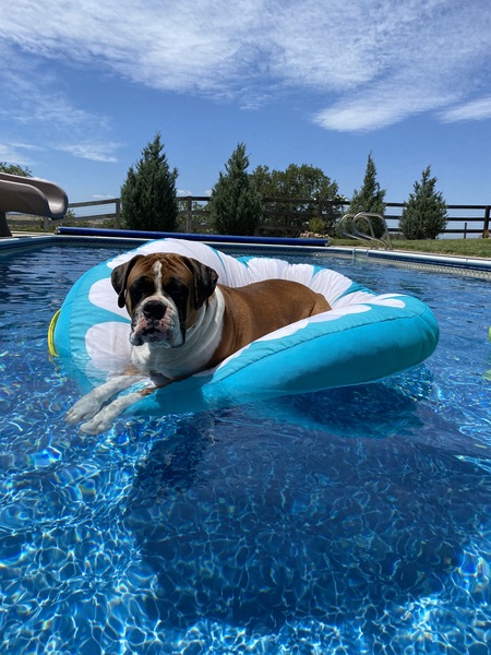 Entry image for Hooper. Clicking this image will show a larger photo