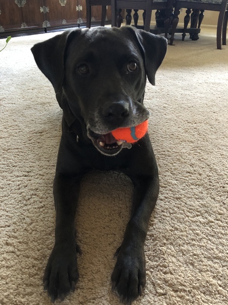 Entry image for Cooper. Clicking this image will show a larger photo