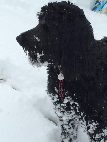 Entry image for Lilly. Clicking this image will show a larger photo