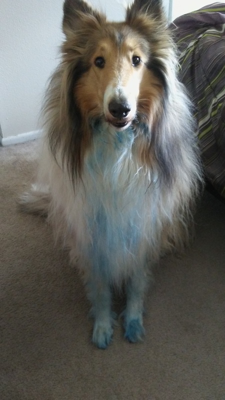 Entry image for Sam. Clicking this image will show a larger photo