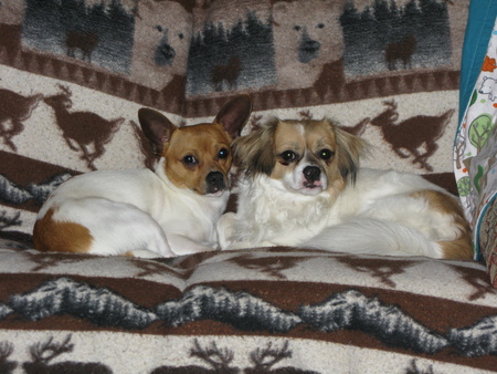 Entry image for Charlie and Frankie. Clicking this image will show a larger photo
