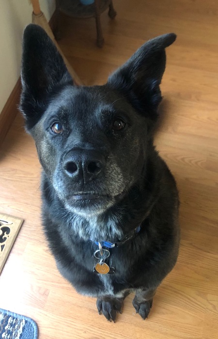 Entry image for Alfie. Clicking this image will show a larger photo