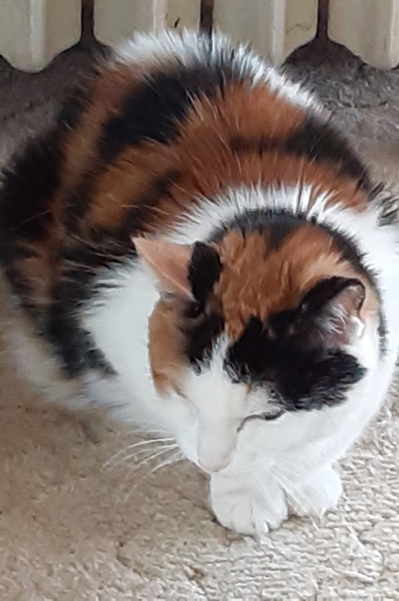 Entry image for Baby Chloe. Clicking this image will show a larger photo