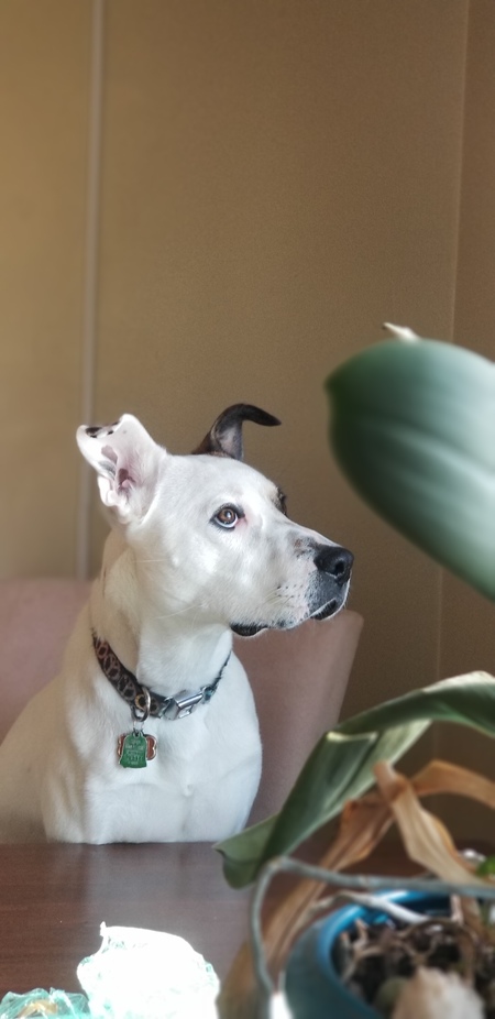 Entry image for Cassian. Clicking this image will show a larger photo