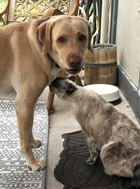 Entry image for Belle. Clicking this image will show a larger photo